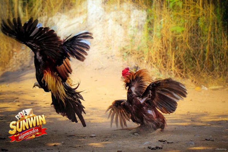Đá Gà Online - Cách hiểu đúng cho người mới