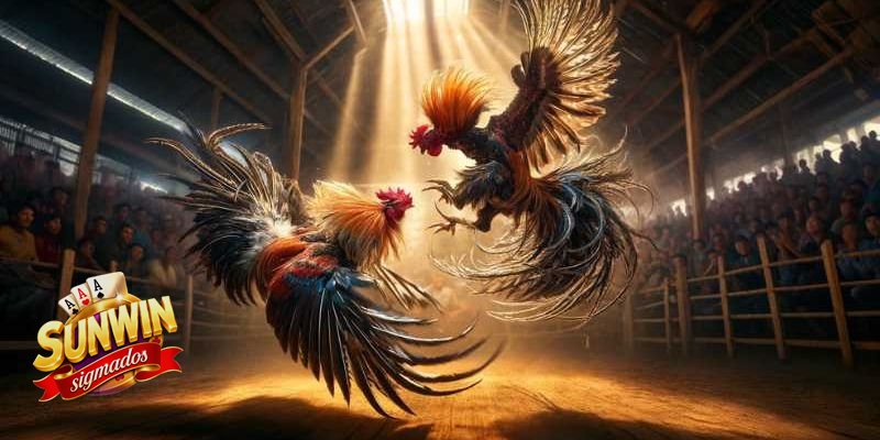 Đá Gà Sunwin - Ai phù hợp để tham gia?