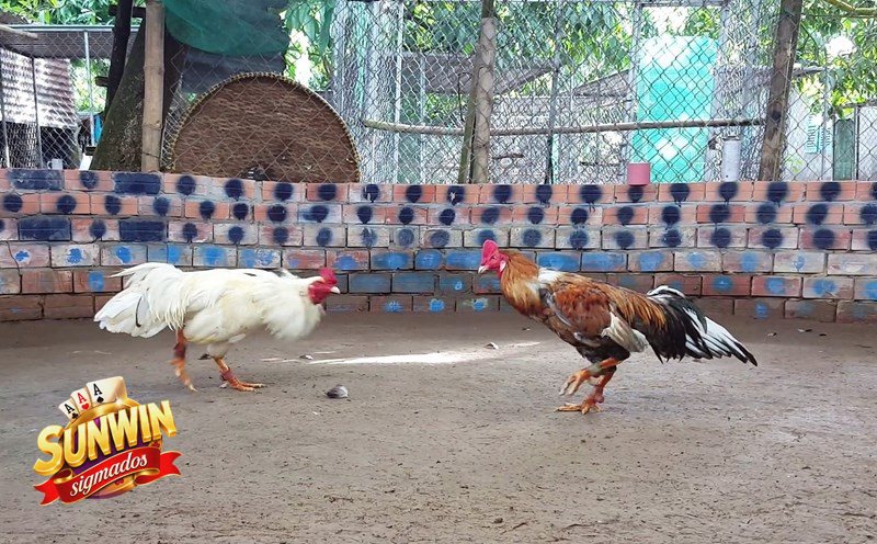 Đá Gà Cựa Sắt - Sunwin phù hợp với kiểu người chơi nào? Đá Gà Cựa Sắt - Sunwin phù hợp với kiểu người chơi nào?