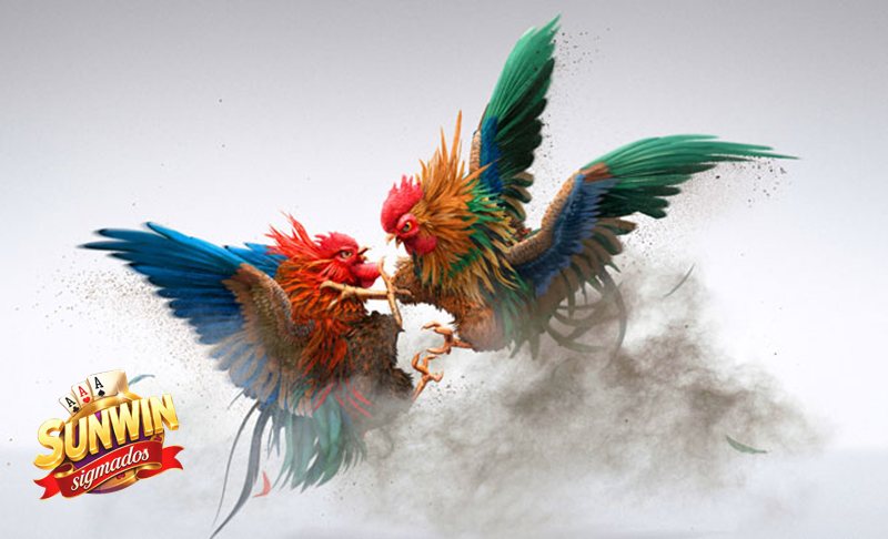 Đá Gà Cựa Sắt - Những cửa cược thường gặp Đá Gà Cựa Sắt - Những cửa cược thường gặp