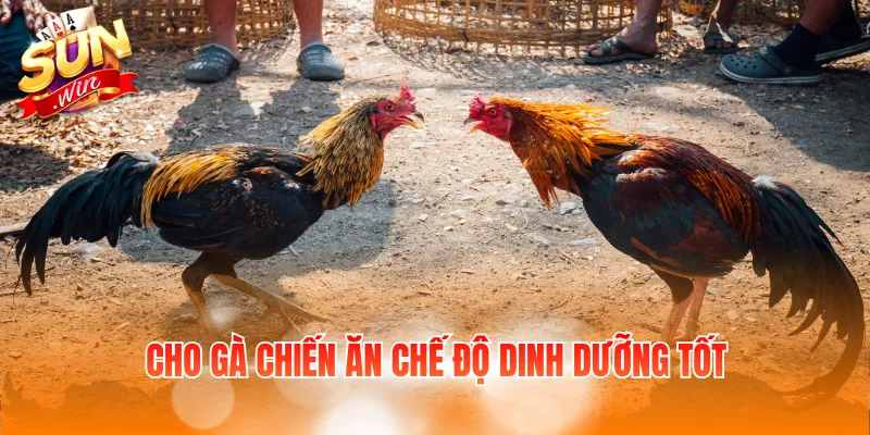 Cho gà chiến ăn chế độ dinh dưỡng tốt