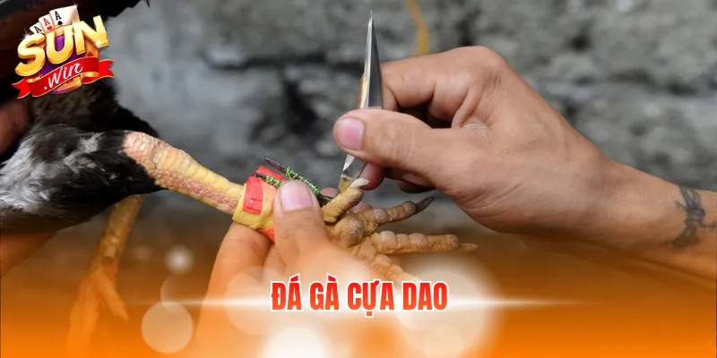 đá gà cựa dao