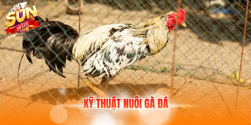 Kỹ thuật nuôi gà đá chuẩn bị môi trường thích hợp