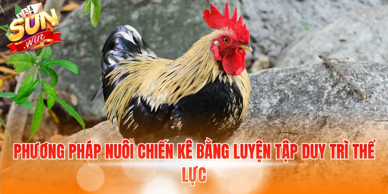 Phương pháp nuôi chiến kê bằng luyện tập duy trì thể lực
