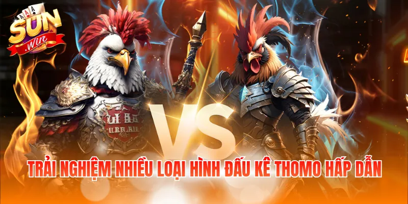 Trải nghiệm nhiều loại hình đấu kê Thomo hấp dẫn